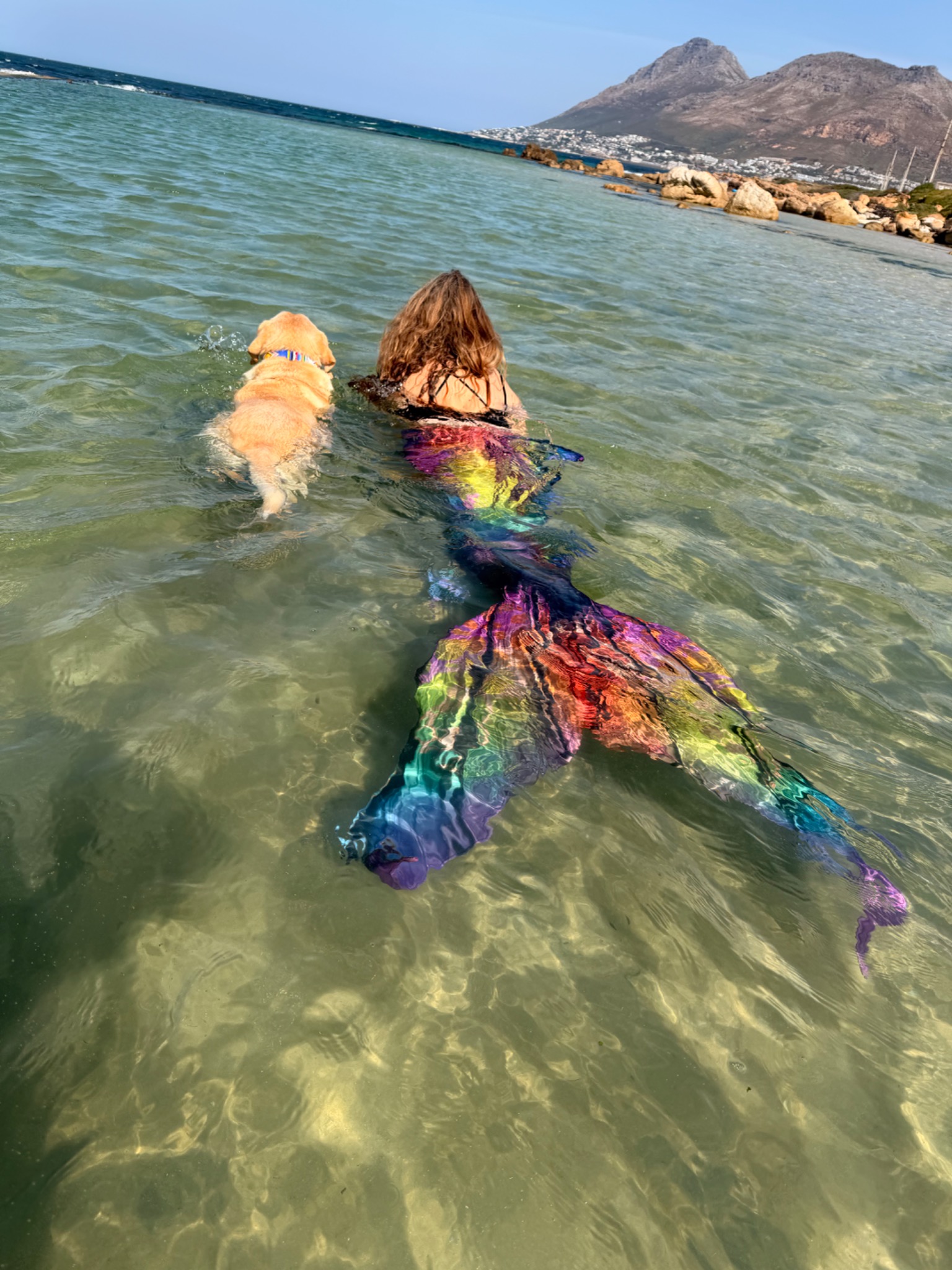 Full original photograph of rainbow-tailed mermaid swimming alongside a dog with Cape mountains behind